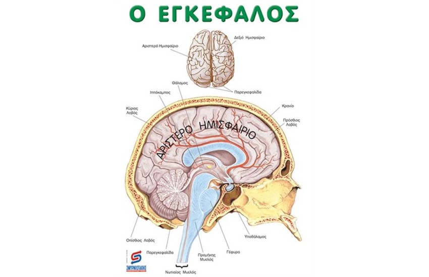Ο ΕΓΚΕΦΑΛΟΣ (ΑΦΙΣΑ)