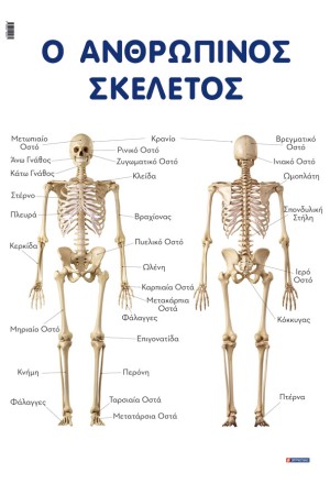 Ο ΑΝΘΡΩΠΙΝΟΣ ΣΚΕΛΕΤΟΣ  (ΑΦΙΣΑ)