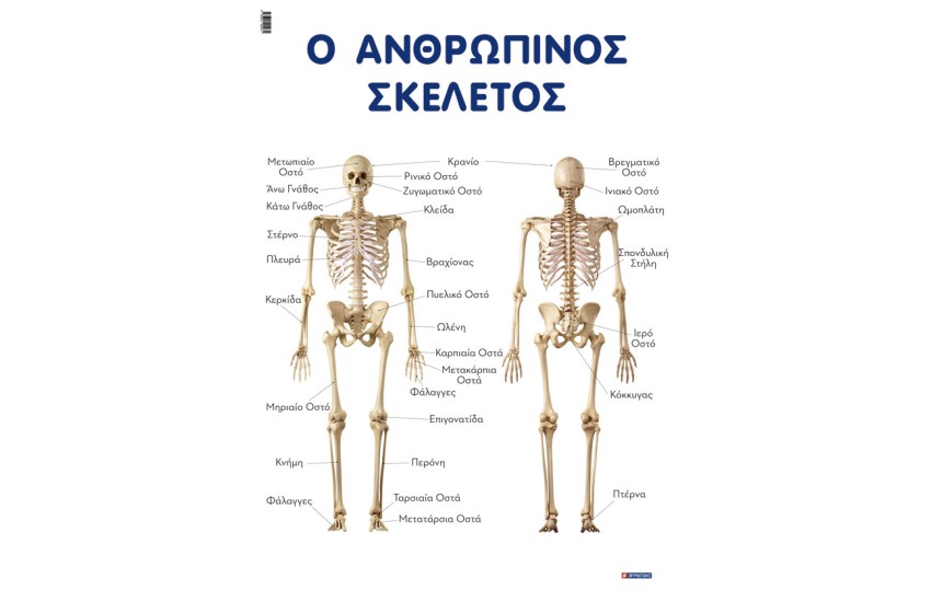 Ο ΑΝΘΡΩΠΙΝΟΣ ΣΚΕΛΕΤΟΣ  (ΑΦΙΣΑ)