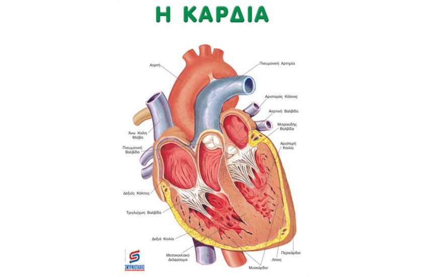 Η ΚΑΡΔΙΑ  (ΑΦΙΣΑ)