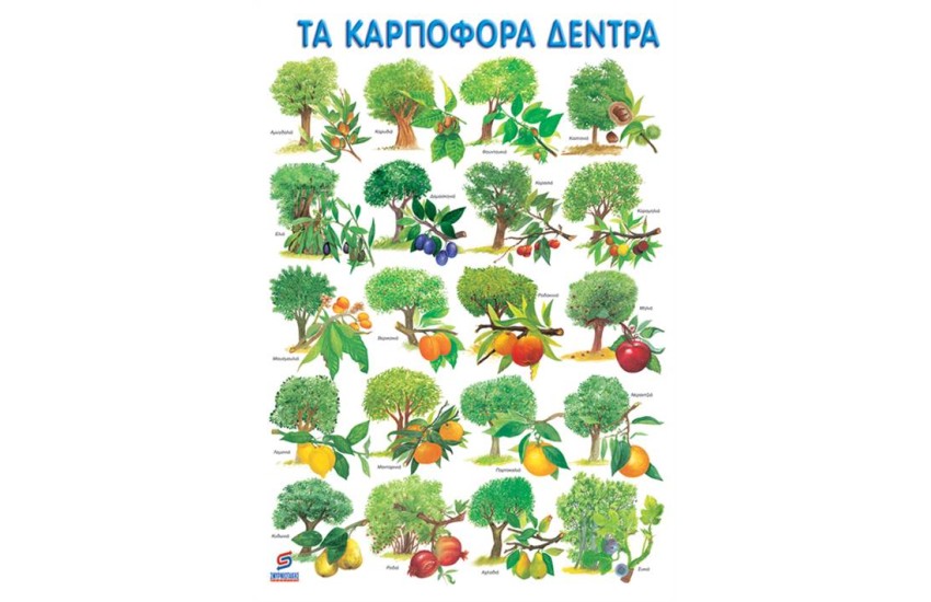 ΤΑ ΚΑΡΠΟΦΟΡΑ ΔΕΝΤΡΑ  (ΑΦΙΣΑ)