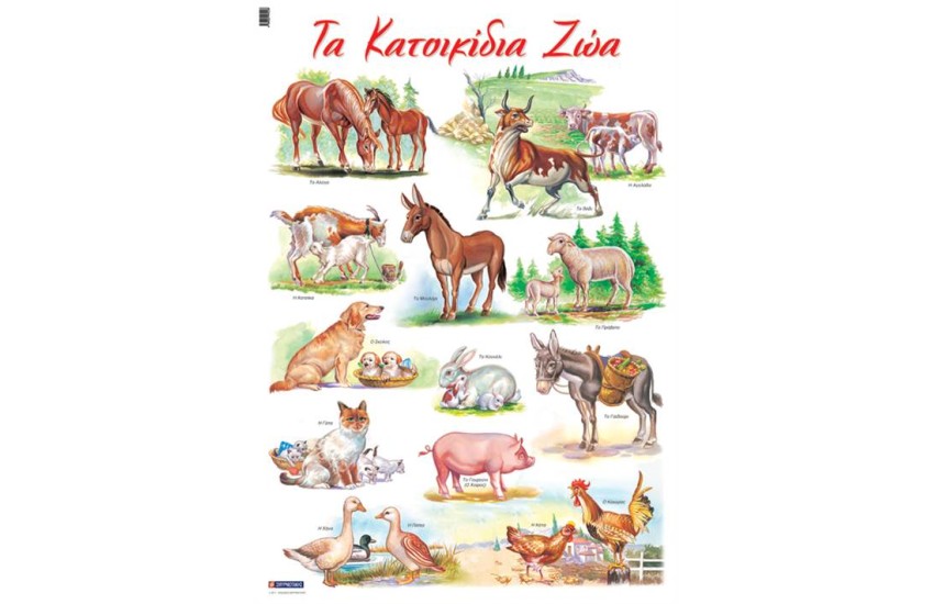ΤΑ ΚΑΤΟΙΚΙΔΙΑ ΖΩΑ  (ΑΦΙΣΑ)