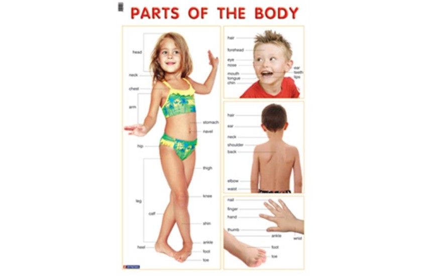 PARTS OF THE BODY (ΑΦΙΣΑ)
