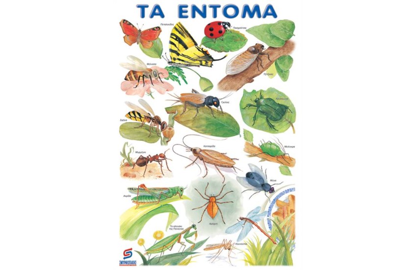 ΤΑ ΕΝΤΟΜΑ  (ΑΦΙΣΑ)