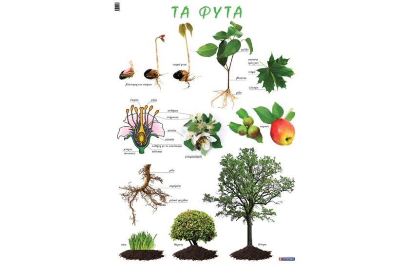 ΤΑ ΦΥΤΑ (ΑΦΙΣΑ)