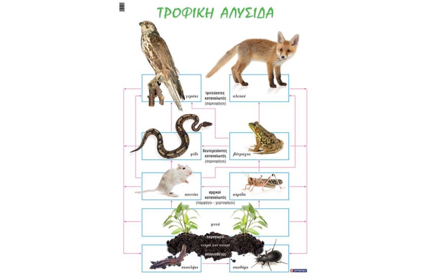 ΤΡΟΦΙΚΗ ΑΛΥΣΙΔΑ (ΑΦΙΣΑ)